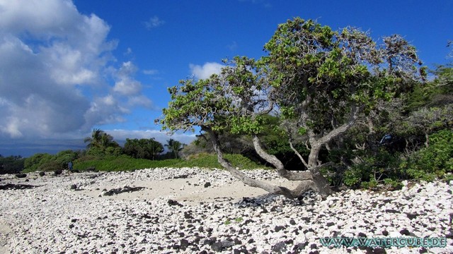 Hawaii-2012-330.jpg