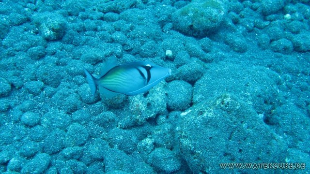 Hawaii-2012-385.jpg