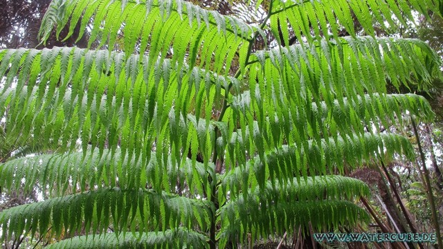 Hawaii-2012-422.jpg