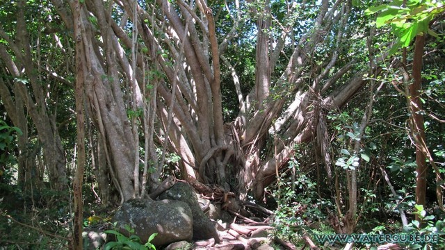 Hawaii-2012-486.jpg