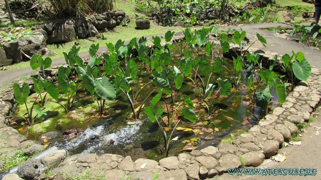 Hawaii-2012-489.jpg