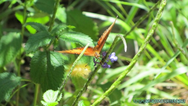 Hawaii-2012-592.jpg