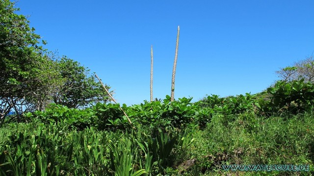 Hawaii-2012-613.jpg