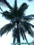 Reethi-Beach-2007-179.jpg